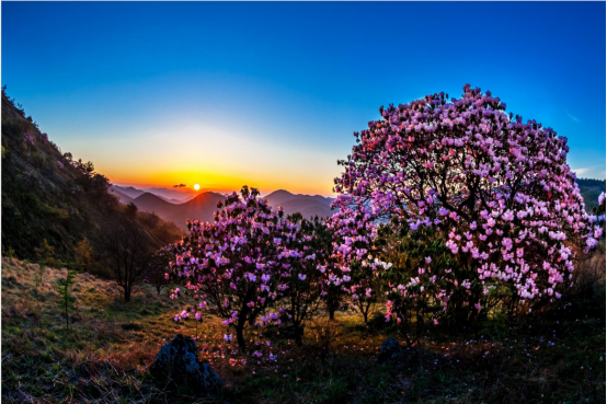 红池坝万亩杜鹃花.png